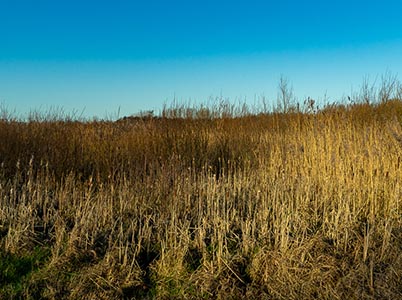 Landschap van de Hoge Dijk