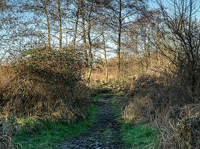 Landschap van de Hoge Dijk