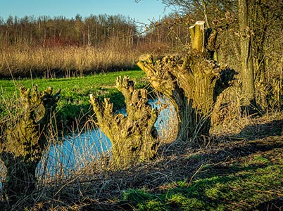 Landschap van de Hoge Dijk