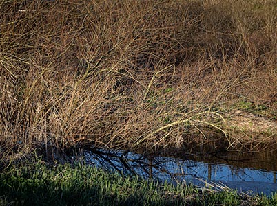 Landschap van de Hoge Dijk