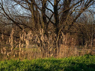 Landschap van de Hoge Dijk
