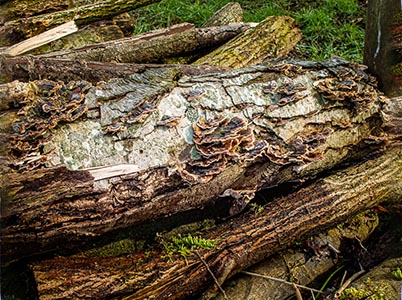 Landschap van de Hoge Dijk