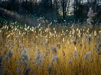 Landschap van de Hoge Dijk