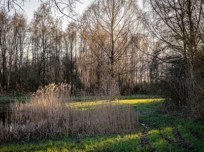 Landschap van de Hoge Dijk