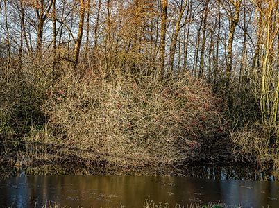 Landschap van de Hoge Dijk