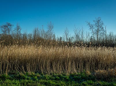 Landschap van de Hoge Dijk