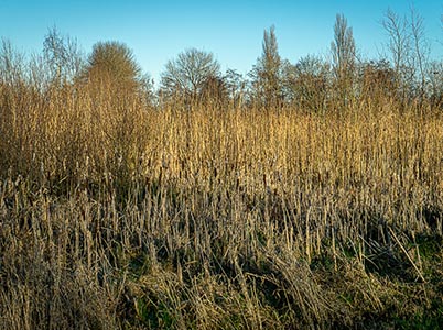 Landschap van de Hoge Dijk