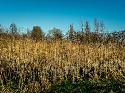 Landschap van de Hoge Dijk