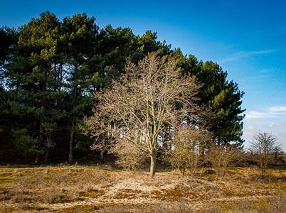 Duinlandschappen bij Bloemendaal