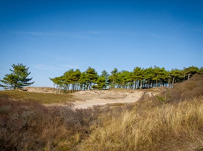 Duinlandschappen bij Bloemendaal