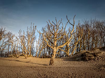 Duinlandschappen bij Bloemendaal