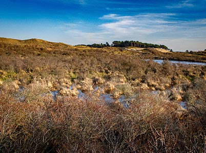 Duinlandschappen bij Bloemendaal