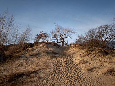Duinlandschappen bij Bloemendaal