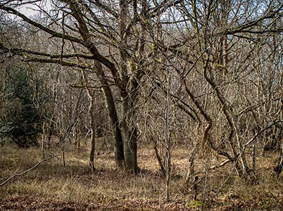 Duinlandschappen bij Bloemendaal