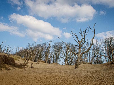 Duinlandschappen bij Bloemendaal