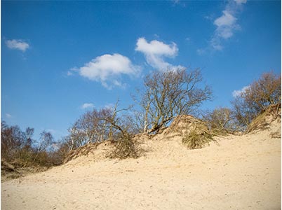 Duinlandschappen bij Bloemendaal