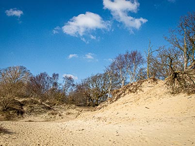 Duinlandschappen bij Bloemendaal