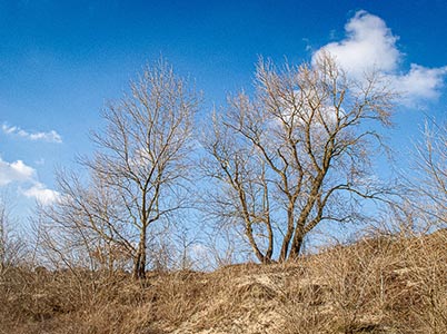 Duinlandschappen bij Bloemendaal