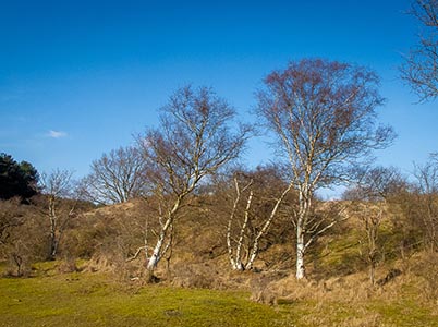 Duinlandschappen bij Bloemendaal