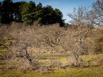 Duinlandschappen bij Bloemendaal