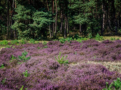 Landschappen in het park De Hoge Veluwe