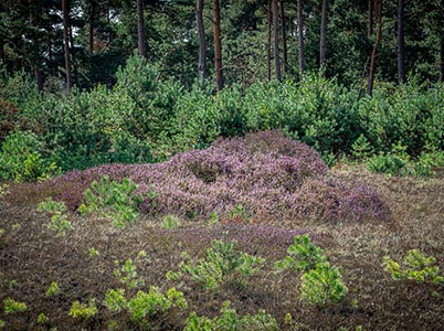 Landschappen in het park De Hoge Veluwe