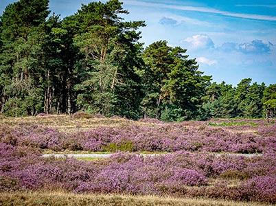 Landschappen in het park De Hoge Veluwe