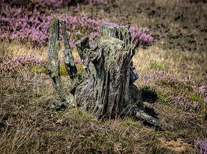 Landschappen in het park De Hoge Veluwe