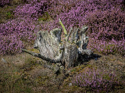Landschappen in het park De Hoge Veluwe