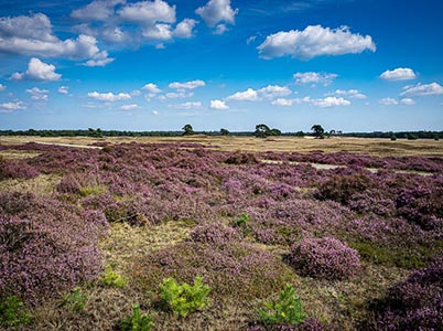 Landschappen in het park De Hoge Veluwe