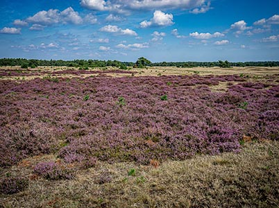 Landschappen in het park De Hoge Veluwe