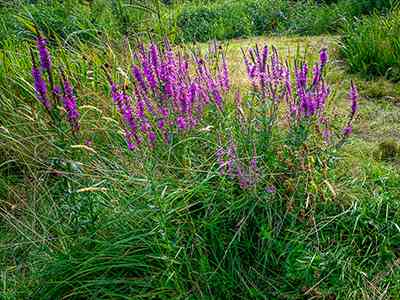 Natuurterrein Klarenbeek