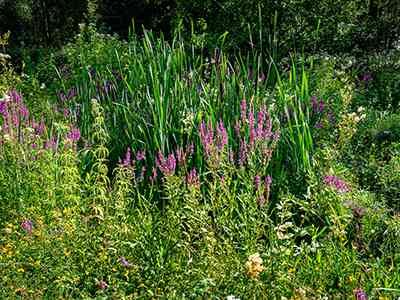 Natuurterrein Klarenbeek