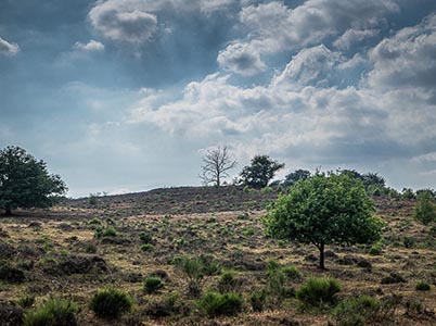 Landschap Veluwezoom
