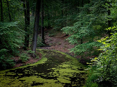 Landschap Veluwezoom