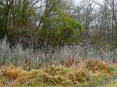 De Riethoek in de Winter