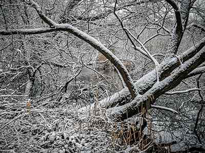 De Riethoek in de Winter
