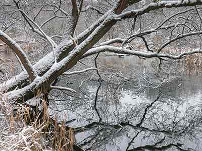 De Riethoek in de Winter