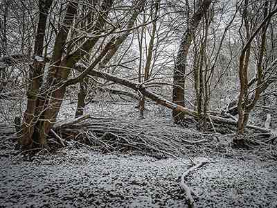 De Riethoek in de Winter