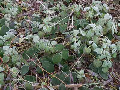 De Riethoek in de Winter