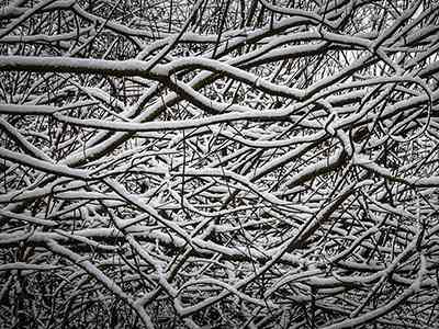 De Riethoek in de Winter