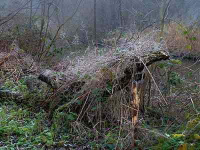 De Riethoek in de Winter