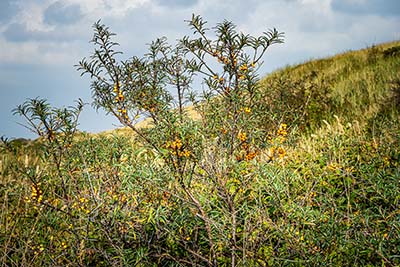 Landschappen op Texel